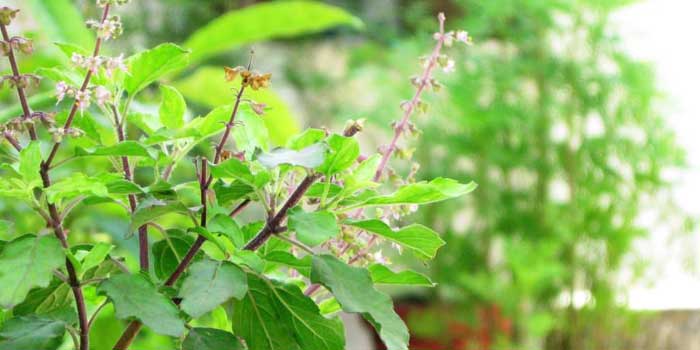 Tulsi The magical plant Health News